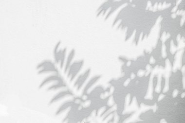 Yaprak gölgesi ve arka plandaki ışık. Doğa tropikal yapraklar ağaç dalları beyaz duvar dokusu üzerine güneş ışığı gölge gölge gölge yaprak mozaiği, grafik düzen, duvar kağıdı, arzu