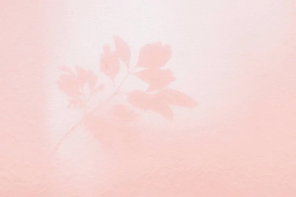 Sombra Luz Hoja Sobre Fondo Pastel Rosa Pared Naturaleza Hojas —  Fotos de Stock