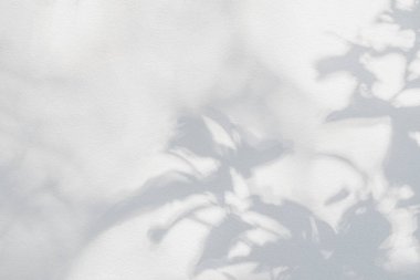 Gölge ve güneş ışığı, yaprakların yansıması. Orman gri yaprak bitkileri gölgeler ve arka planda ışıklandırma, doğal gölgeler yeşillendirme efekti duvar kağıdı ve desen