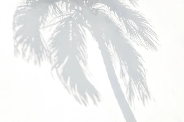 天然棕榈叶的灰色阴影和树木的抽象背景落在白墙纹理上作为背景和墙纸 热带棕榈叶叶影覆盖效果 叶型模拟与设计 — 图库照片
