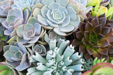 Renkli kaktüs sulu bitkiler arka plan dokusu çöl bitkileri güzel desenler içinde çiçek açıyor.