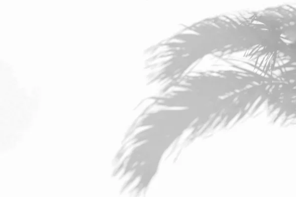 Šedý Stín Přirozeného Palmového Listu Abstraktní Pozadí Padající Bílou Stěnu — Stock fotografie