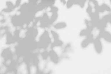 Yaprak gölgesi ve arka planda ışık. Doğa tropikal yaprakları ağaç dalları ve güneş ışığından gelen gölgeli bitki gölgesi arka plan duvar kağıdı için beyaz duvar dokusuna lekelenmiş, gölge effec