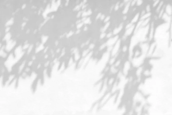 Абстрактна Тінь Листя Світлий Розмитий Фон Природні Листя Гілки Дерева — стокове фото