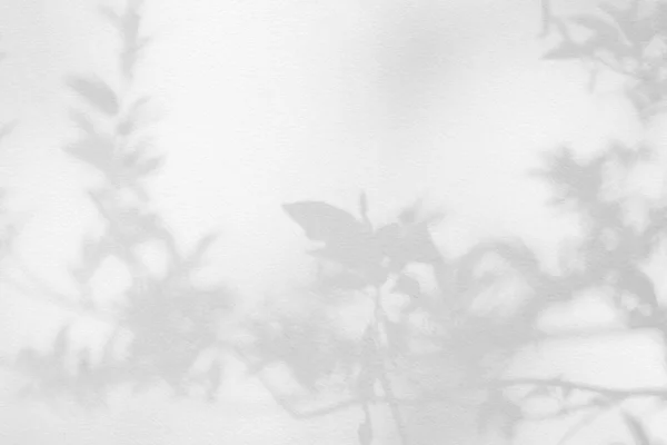 Листовая Серая Тень Свет Фоне Стен Природа Тропических Листьев Деревьев — стоковое фото
