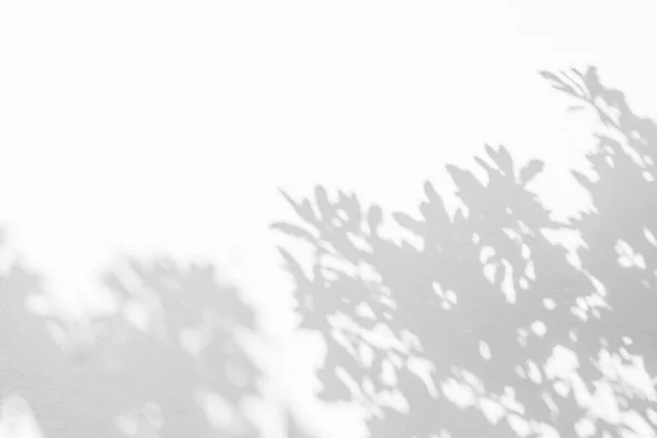 Shadow and sunshine of leaf reflection. Jungle leaves tree gray darkness shade and light on wall wallpaper, shadows overlay effect, mockup design. Grey tropical shadow foliage artistic backgroun