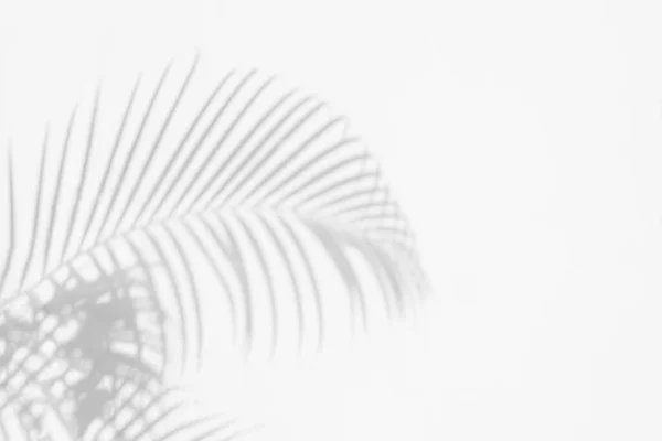 Grijze Schaduw Van Natuurlijke Palmblad Boom Abstracte Achtergrond Vallen Witte — Stockfoto