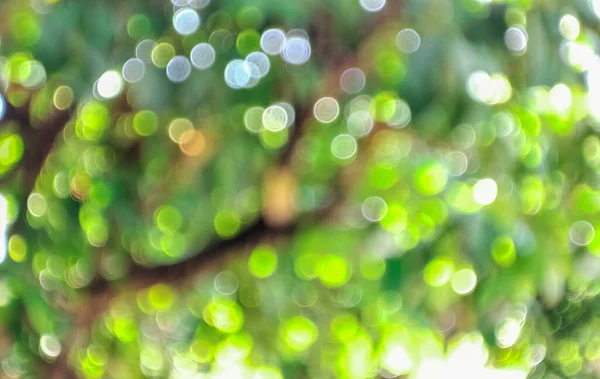 自然の背景がぼやけている 薄墨色の公園の緑の木の葉と日光をぼかす 自然の木の屋外庭園 アブストラクトブラー自然環境 Conep — ストック写真
