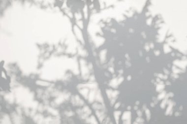 Ağaç gölgesi ve yaprak dalı. Doğa, arka plan duvar kâğıdı ve tasarımı için beyaz duvar dokusuna tropikal orman ağacı dalları karanlık gölge ve aydınlık bırakır.