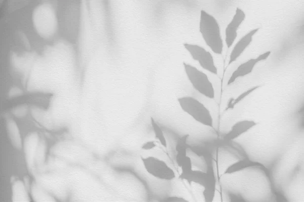 Тень Солнечный Свет Отражения Листьев Джунгли Листья Дерева Серой Тени — стоковое фото