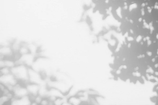Тінь Листя Світло Тлі Розмивання Стін Природа Тропічне Листя Гілка — стокове фото