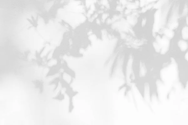 Σκιά Και Λιακάδα Της Αντανάκλασης Φύλλων Ζούγκλα Φύλλα Δέντρο Γκρι — Φωτογραφία Αρχείου