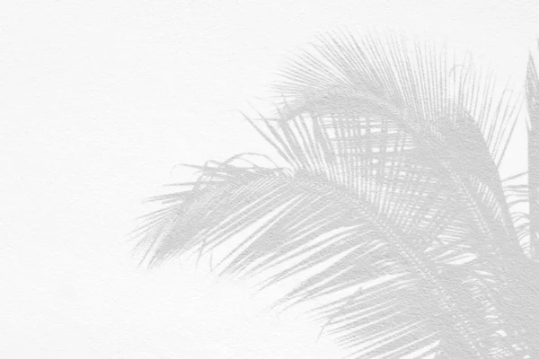 Gray Shadow Natural Palm Leaf Abstract Background Falling White Concrete — Stok fotoğraf