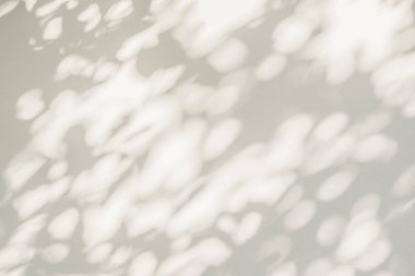 Soyut gölge ve ışık bulanık arkaplanda ışık saçar. Beyaz duvardaki yaprakların doğal gri gölgeleri. Yeşillik modellemesi için gölge örtüsü efekti, pankart grafik düzeneği