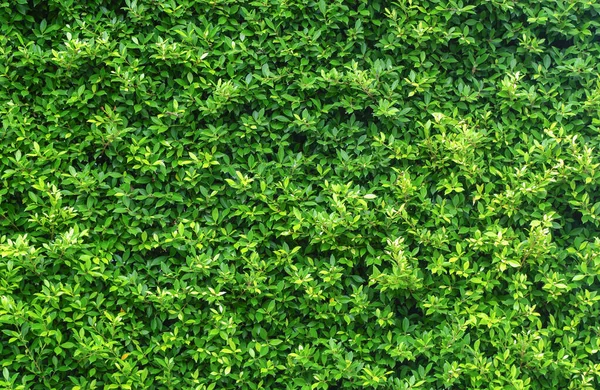 Zielony Liść Tekstury Tła Ściany Tropikalna Zieleń Liście Dżungla Botaniczne — Zdjęcie stockowe