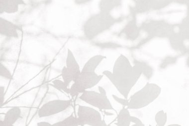 Yaprak gölgesi ve arka planda ışık. Doğa tropikal yapraklar ağaç dalları duvar kağıtları için güneş ışığını beyaz duvara yansıtır, gölge efekti modelleme, grafik düzenleme, duvar kağıdı, dekor