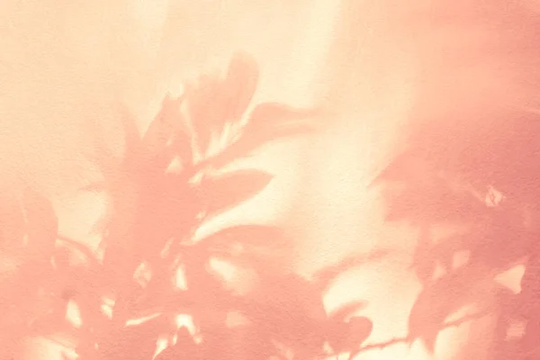 壁のピンクの抽象的な背景に葉の影と光 自然の熱帯の葉は白い壁のテクスチャに植物日陰の日差しの影 ローズゴールド色の影のオーバーレイ効果の葉モックウ ストック画像
