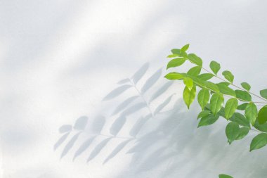 Yaprak gölgesi ve güneş ışığı yansıması. Yeşil bitki yaprakları ve gölgeli gri karanlık, ışık, beton duvarda aydınlatma, duvar kağıdı. Gölgeler arka gruplandırma etkisi