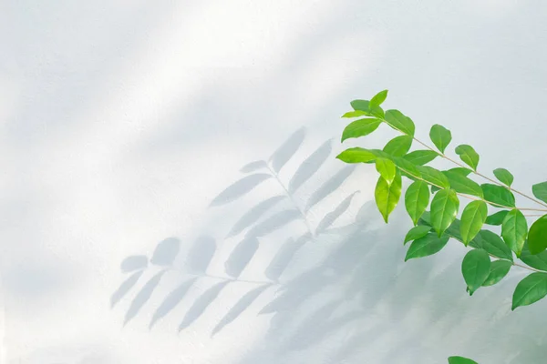 Blattschatten Und Sonnenscheinreflexion Grüne Pflanzenblätter Und Graue Dunkelheit Mit Schatten — Stockfoto