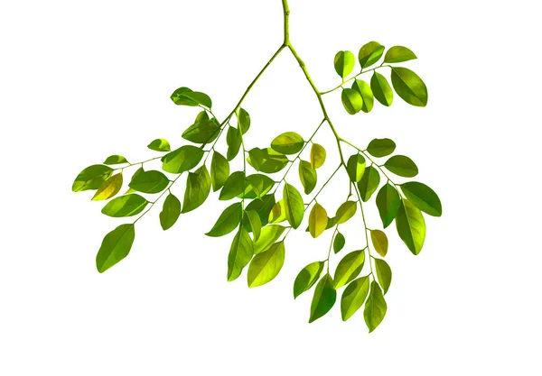Tropikalne Zielone Liście Gałęzi Drzewa Natura Liść Izolowany Białym Tle — Zdjęcie stockowe