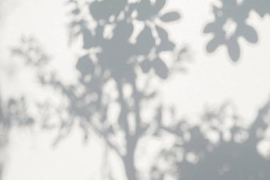 Ağaç gölgesi ve yaprak dalının ışığı. Doğa, arka plan duvar kağıdı tasarımı için tropikal orman ağacı dalları karanlık gölgeler ve güneş ışığından gelen ışık ve gölge effec örtüsü bırakır.