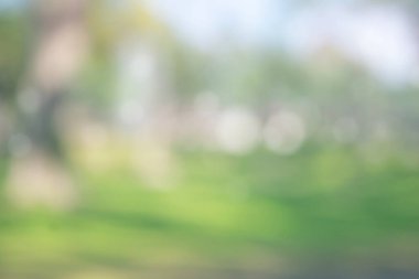 Doğa bulanık arkaplan. Parktaki yeşil ağaç, ışık saçan ve güneş ışığı alan. Bahçedeki doğal ağaçlar ve çimenler. Soyut bulanık doğa manzarası yeşil çevre kavramı