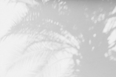 Doğal palmiye yaprağının gri gölgesi ve arka plan ve duvar kağıdı için beyaz duvar dokusuna düşen soyut arkaplan. Tropik palmiye yaprakları yaprak gölgesi efekti, yeşillik modeli ve desen