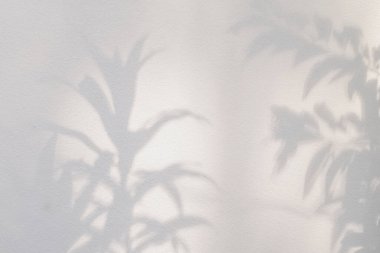 Gölge ve güneş ışığı, yaprakların yansıması. Orman gri yaprak bitkileri gölgeler ve arka planda ışıklandırma, doğal gölgeler yeşillendirme efekti duvar kağıdı ve desen