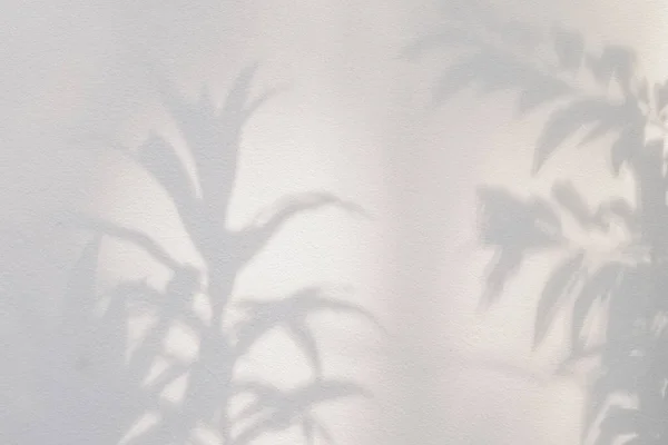Shadow and sunshine with light of leaves reflection. Jungle gray darkness leaf plants shadows shade and lighting on wall background, Natural shadows overlay effect foliage mockup wallpaper and desig
