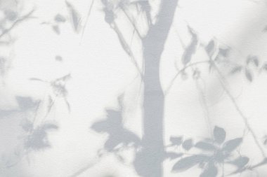 Ağaç gölgesi ve yaprak dalının ışığı. Doğa, arka plan duvar kağıdı tasarımı için tropikal orman ağacı dalları karanlık gölgeler ve güneş ışığından gelen ışık ve gölge effec örtüsü bırakır.