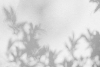 Yaprakların gölgesi ve güneş ışığı yansıması. Orman gri yaprak gölgesi ve duvar kâğıdı için aydınlatma, gölgeler efekti. Siyah ve beyaz sanatsal soyut arka grup