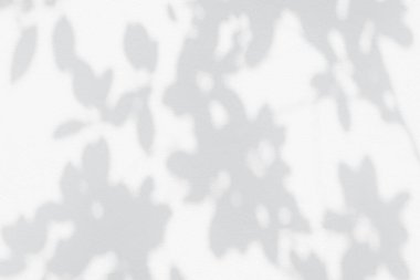 Yaprak gölgesi ve ağaç dalı. Doğa, ağaç dalından ayrılır ışık bokeh güneş ışığını gölgeler arka plan duvar kağıdı için beyaz duvar dokusu, gölgeler efekt efekti alay