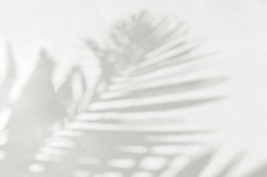 Arka plan ve duvar kağıdı için beyaz duvar dokusuna düşen doğal palmiye yaprağının gri gölgesi. Tropik palmiye yaprakları yaprak gölgesi efekti, yeşillik modeli ve desen