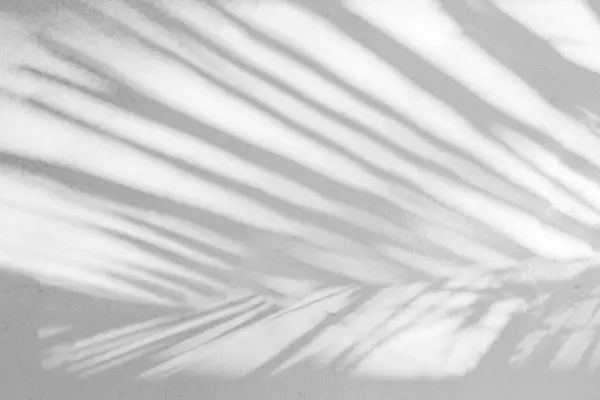 Gray shadow of natural palm leaf abstract background falling on white concrete wall texture for background and wallpaper. Tropical palm leaves foliage shadow overlay effect, mockup and desig