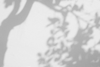 Ağaç gölgesi ve yaprak dalının ışığı. Doğa, arka plan duvar kağıdı tasarımı için tropikal orman ağacı dalları karanlık gölgeler ve güneş ışığından gelen ışık ve gölge effec örtüsü bırakır.