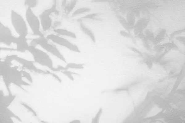 Leaf shadow and light on wall background. Nature tropical leaves tree branch plant shade sunlight on white wall for wallpaper, shadow overlay effect foliage mockup, graphic layout, wallpaper, desig