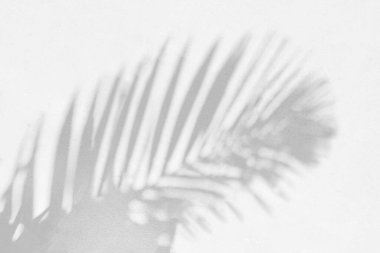 Arka plan ve duvar kağıdı için beyaz duvar dokusuna düşen doğal palmiye yaprağının gri gölgesi. Tropik palmiye yaprakları yaprak gölgesi efekti, yeşillik modeli ve desen