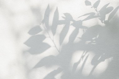 Gölge ve güneş ışığı, yaprakların yansıması. Orman gri yaprak bitkileri gölgeler ve arka planda ışıklandırma, doğal gölgeler yeşillendirme efekti duvar kağıdı ve desen