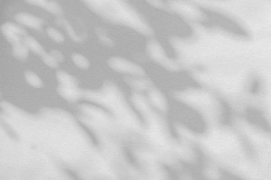 Yaprak gölgesi ve ağaç dalı arka plan, gölgeler yeşillik modellemesi. Doğal tropik yapraklar ağaç dalları koyu gölge ve güneş ışığı beyaz duvar dokusuna lekelenmiş, duvar kağıdı gölgesi