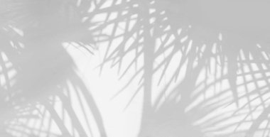 Doğal palmiye yaprağının gri gölgesi ve arka plan ve duvar kağıdı için beyaz duvar dokusuna düşen soyut arkaplan. Tropik palmiye yaprakları yaprak gölgesi efekti, yeşillik modeli ve desen