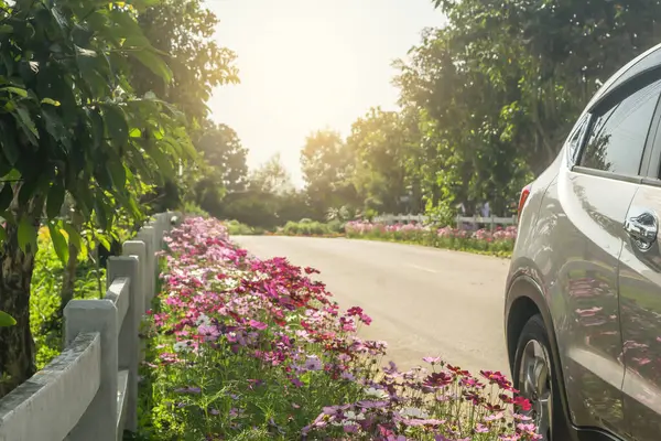 Cars parked in a row on asphalt street side under trees on roadside with flowers, cosmos flower. Business car parking, travel transportation technology in nature with green environment backgroun