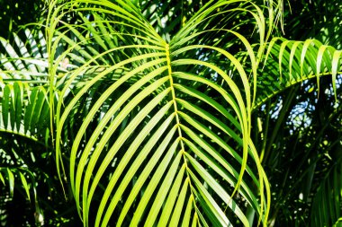 Arka plan duvar kağıdı ve web şablonu tasarımı için koyu yeşil yapraklı palmiye ağacı arka planının tropik palmiye yaprakları desen dokusu, yeşil eko taze doğa konsepti