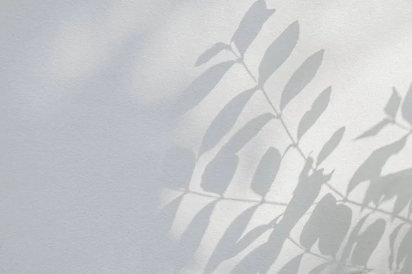 Shadow and sunshine with light of leaves reflection. Jungle gray darkness leaf plants shadows shade and lighting on wall background, Natural shadows overlay effect foliage mockup wallpaper and desig