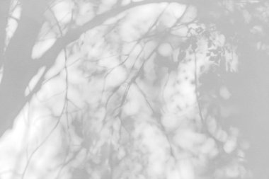 Ağaç gölgesi ve yaprak dalı. Doğa, arka plan duvar kâğıdı ve tasarımı için beyaz duvar dokusuna tropikal orman ağacı dalları karanlık gölge ve aydınlık bırakır.