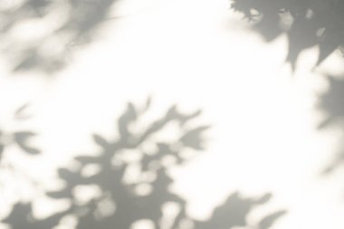 Soyut gölge ve ışık bulanık arkaplanda ışık saçar. Beyaz duvardaki yaprakların doğal gri gölgeleri. Yeşillik modellemesi için gölge örtüsü efekti, pankart grafik düzeneği