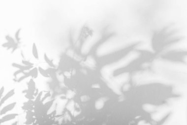 Yaprakların gölgesi ve güneş ışığı yansıması. Orman gri yaprak gölgesi ve duvar kâğıdı için aydınlatma, gölgeler efekti. Bulanık gölge soyut arkaplan