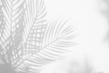 Doğal palmiye yaprağının gri gölgesi ve arka plan ve duvar kağıdı için beyaz duvar dokusuna düşen soyut arkaplan. Tropik palmiye yaprakları yaprak gölgesi efekti, yeşillik modeli ve desen