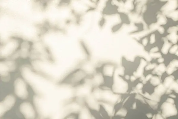 Тень Солнечный Свет Отражением Листьев Джунгли Серые Листья Темноты Листья Стоковое Фото