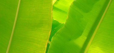 Yeşil muz yaprağı dokusu arka planda. Arka plan, duvar kağıdı ve web şablonu tasarımı için güneş ışığı desenli tropik yeşil muz yaprağı yüzeyi, çevre dostu arka plan konsepti