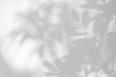 Yaprak gölgesi ve arka planda ışık. Doğa tropikal yaprakları ağaç dalları ve güneş ışığından gelen gölgeli bitki gölgesi arka plan duvar kağıdı için beyaz duvar dokusuna lekelenmiş, gölge effec